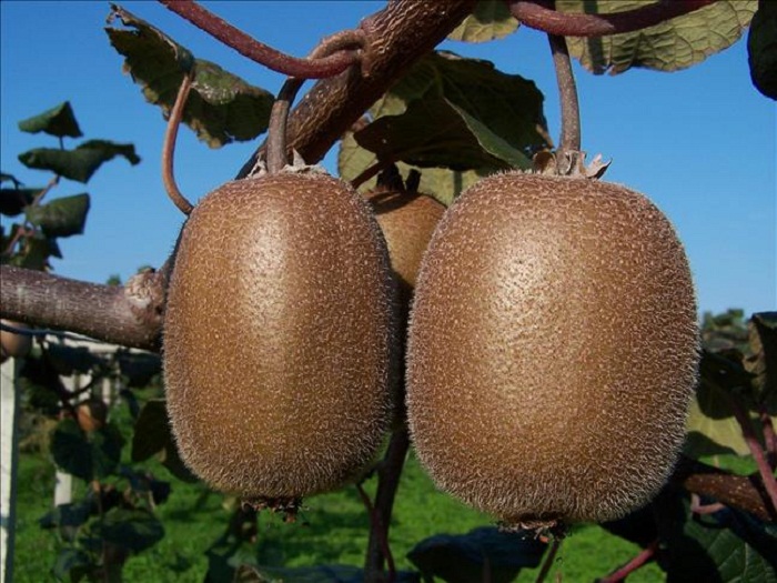 Trois bonnes raisons pour consommer du Kiwi